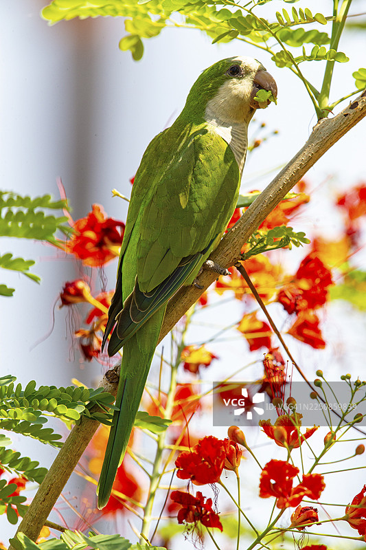 和尚鹦鹉（Myiopsitta monachus） 巴西潘塔纳尔湿地图片素材
