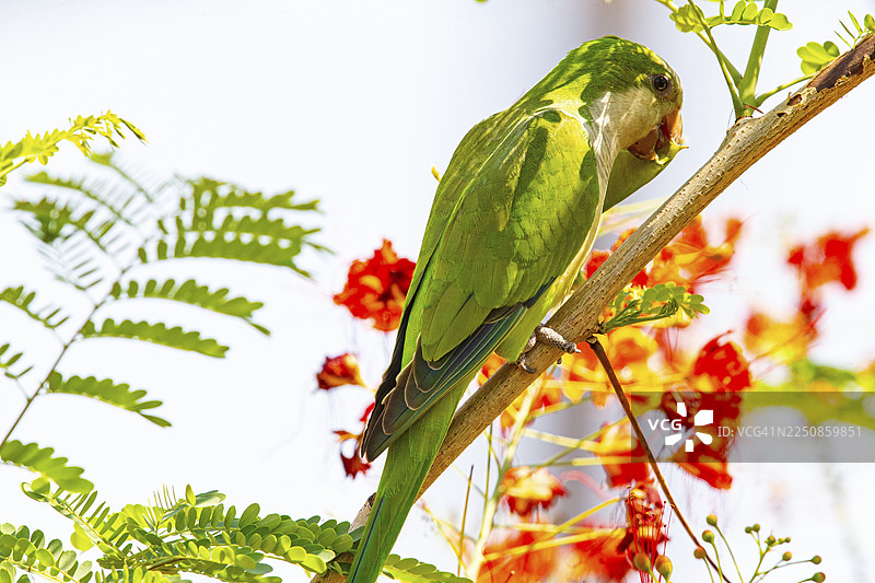 和尚鹦鹉（Myiopsitta monachus）巴西潘塔纳尔图片素材