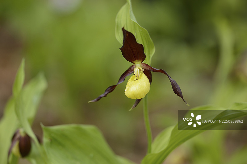 春天,上普法尔茨森林中女士拖鞋兰(Cypripedium calceolus)花朵的特写图片素材