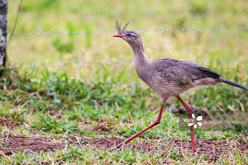 红脚蛇鹫 (Cariama cristata) 巴西潘塔纳尔湿地图片素材