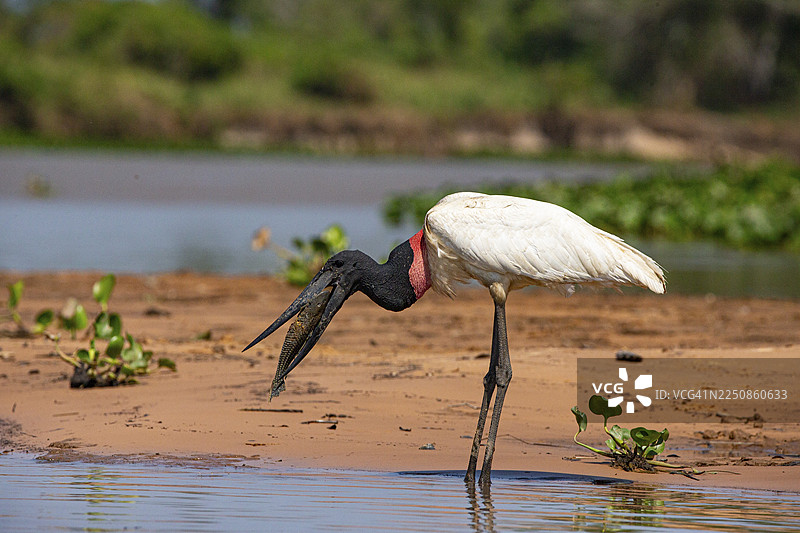 马来西亚的肖伯爵（Jabiru mycteria）潘塔纳尔巴西图片素材