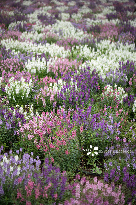 特写镜头下柔和模糊的花朵图片素材
