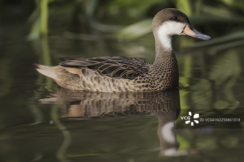巴哈马鸭(Anas bahamensis, Paecilonetta bahamensis),人工饲养,分布于南美洲图片素材
