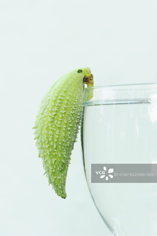 常见的乳草 (Asclepias syriaca)，果实装饰在酒杯上，形似鹦鹉图片素材