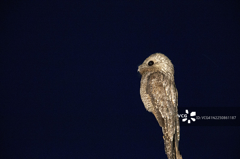 大眼夜鹰 (Nyctibius grandis) 巴西潘塔纳尔湿地图片素材