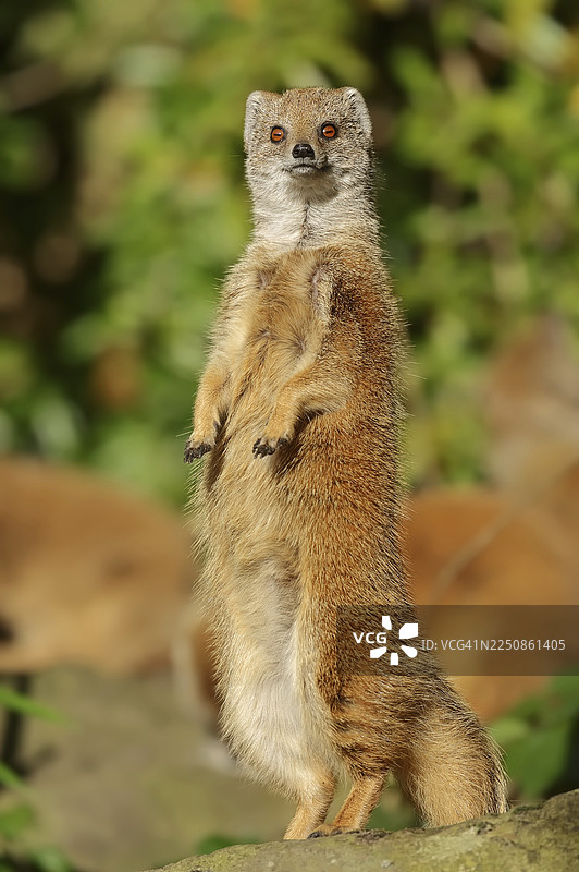黄颊獴（Cynictis penicillata），圈养，非洲分布图片素材