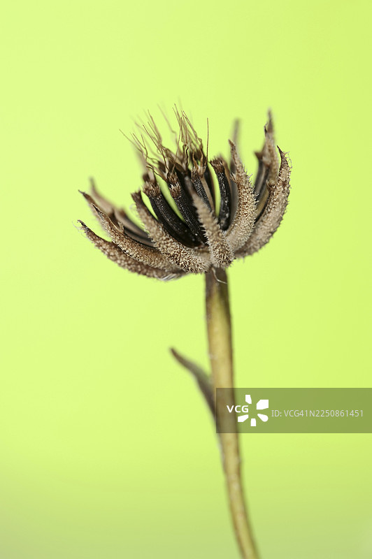 白垩纪菊苣（Hedypnois rhagadioloides, Hedypnois cretica），果实摊，卡马格，普罗旺斯，法国南部图片素材