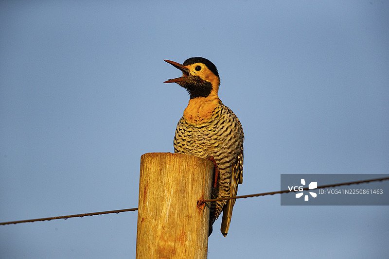 冠斑犀鸟 (Colaptes campestris) 巴西潘塔纳尔湿地图片素材
