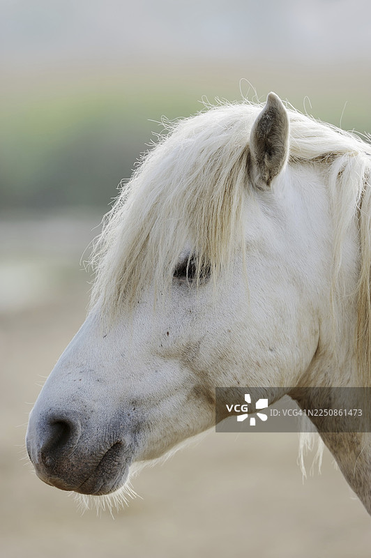 卡马格马，肖像，卡马格，普罗旺斯，法国南部图片素材