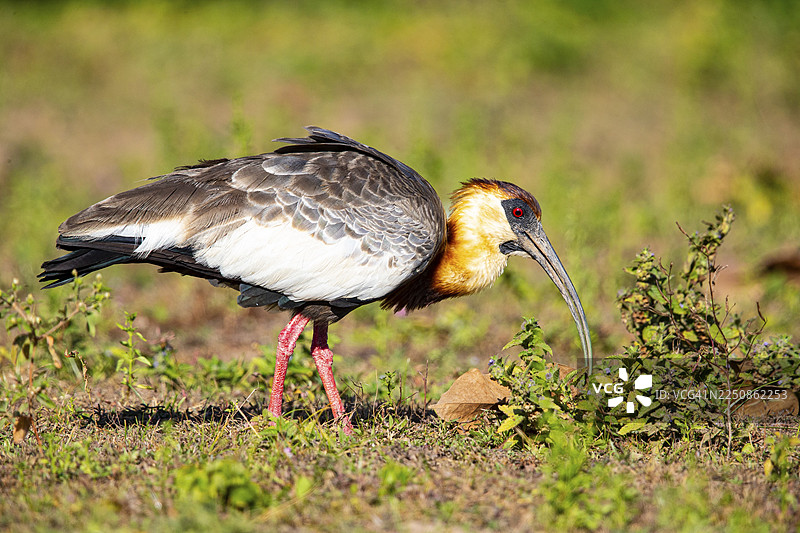 白颈䴘（Theristicus caudatus hyperorius） 巴西潘塔纳尔湿地图片素材