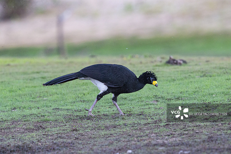 巴西潘塔纳尔的裸脸鸦雀图片素材