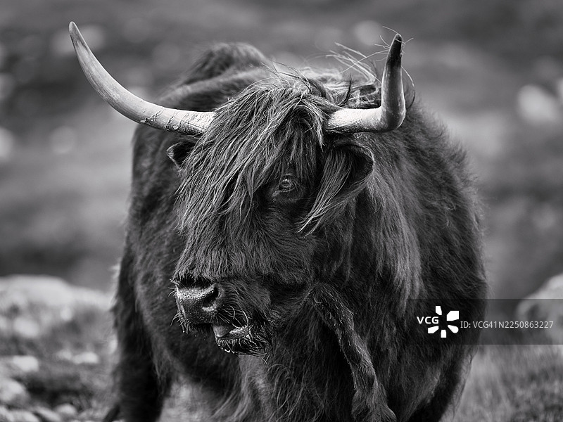 苏格兰高地牛（Bos primigenius f. taurus），高地牛或科伊洛牛，黑色，头部特写，单色，刘易斯和哈里斯岛，外赫布里底群岛，赫布里底群岛，苏格兰，英国图片素材
