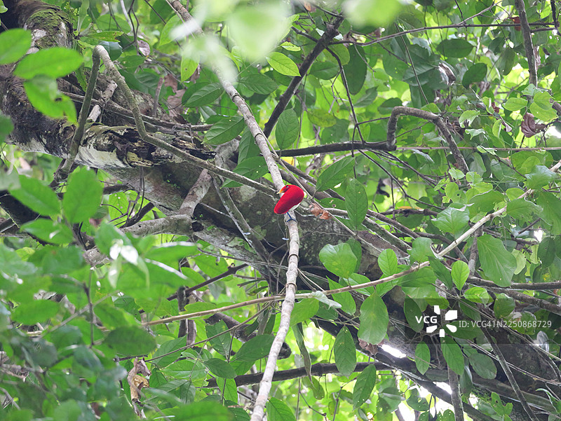 天堂鸟王（Cicinnurus regius），摄于印度尼西亚巴布亚。图片素材
