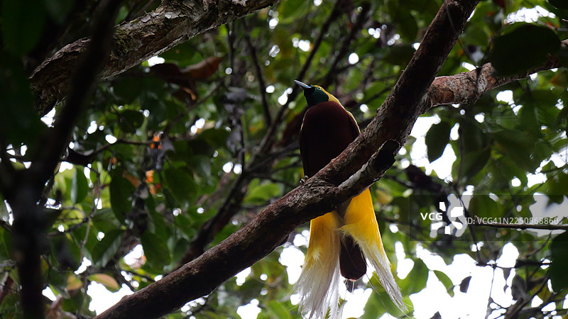 天堂鸟（小天堂鸟）在印度尼西亚西南部巴布亚。图片素材
