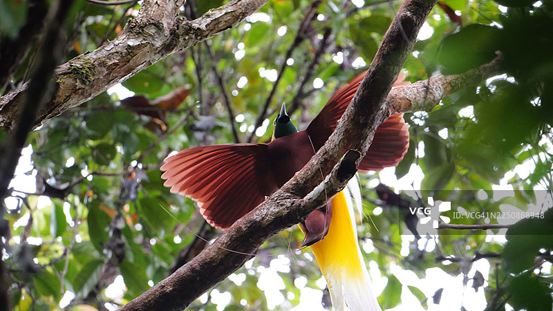 天堂鸟（小极乐鸟）在印度尼西亚西南部巴布亚。图片素材