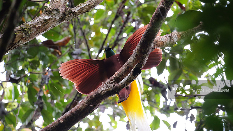 天堂鸟（小极乐鸟）在印度尼西亚西南部巴布亚图片素材