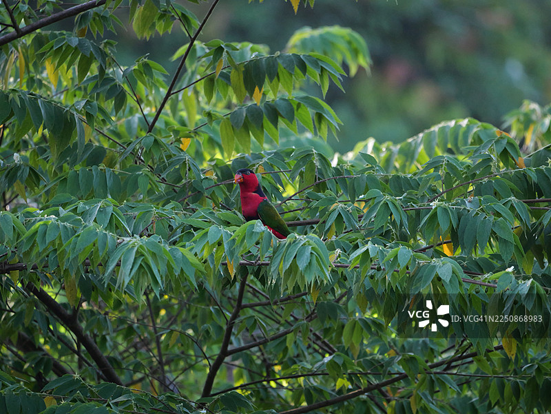 印度尼西亚巴布亚的粗嘴鹟鹟（Coracina caeruleogrisea）。图片素材