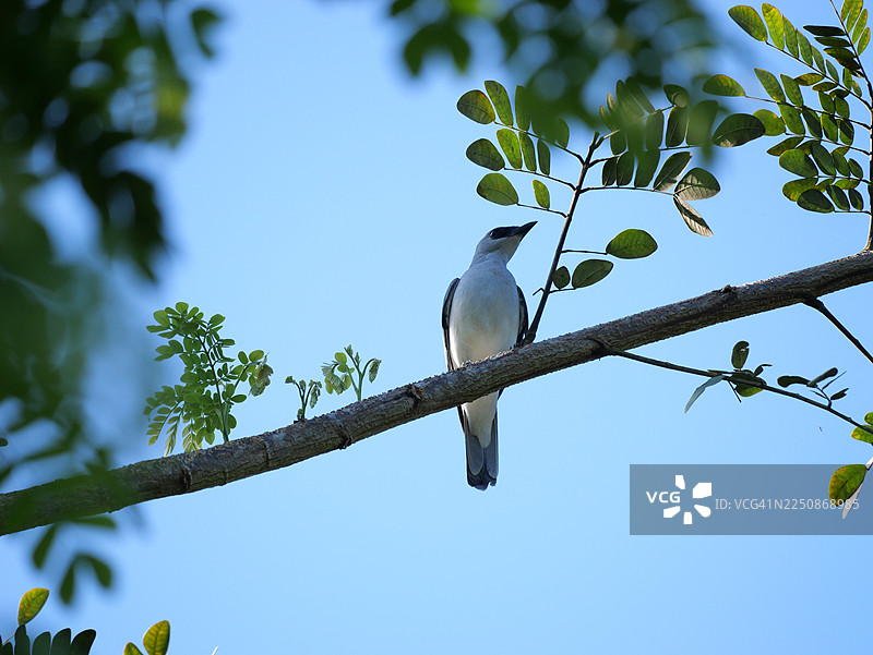 印度尼西亚巴布亚的粗嘴鹟鹟（Coracina caeruleogrisea）。图片素材