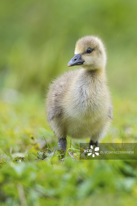 灰雁，下萨克森州汉诺威图片素材