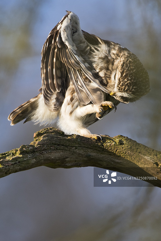 小鸱鸮（Athene noctua），梳理羽毛，位于下萨克森州埃姆斯兰图片素材
