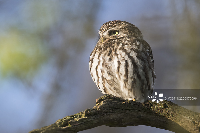小鸱鸮（Athene noctua），德国下萨克森州埃姆斯兰图片素材