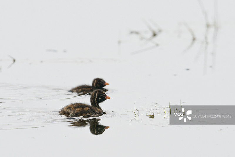 荷兰德伦特省的年幼小鸊鷉 (Tachybaptus ruficollis)图片素材