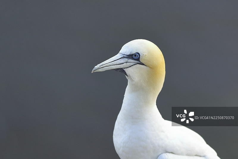 北方塘鹅(Morus bassanus)动物肖像,位于北海的黑尔戈兰,石勒苏益格-荷尔斯泰因,德国图片素材