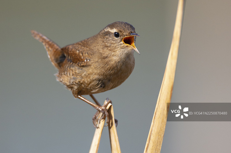 欧亚鹪鹩（Troglodytes troglodytes），下萨克森州菲希塔图片素材