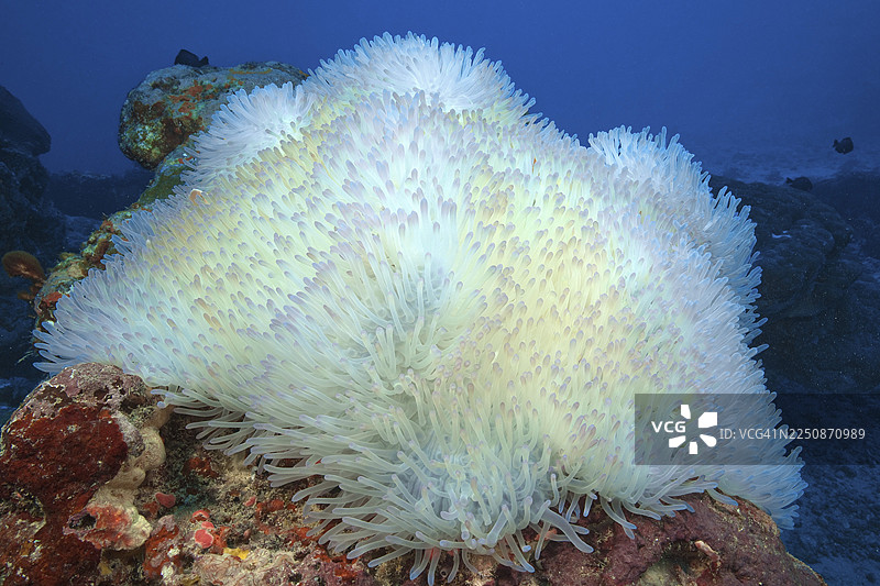 壮观的糙海葵（Heteractis magnifica），太平洋，雅浦，密克罗尼西亚联邦图片素材