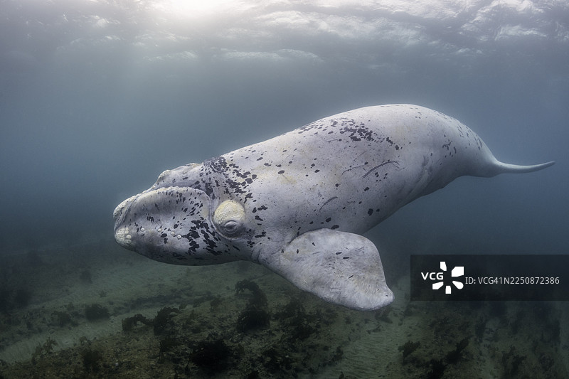 白色的南露脊鲸幼崽在浅水区，位于阿根廷瓦尔德斯半岛的努埃沃湾图片素材