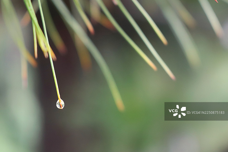 松树针叶上的雨滴图片素材