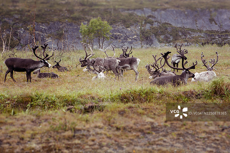 一群驯鹿（Rangifer tarandus）在北极苔原景观中吃草图片素材