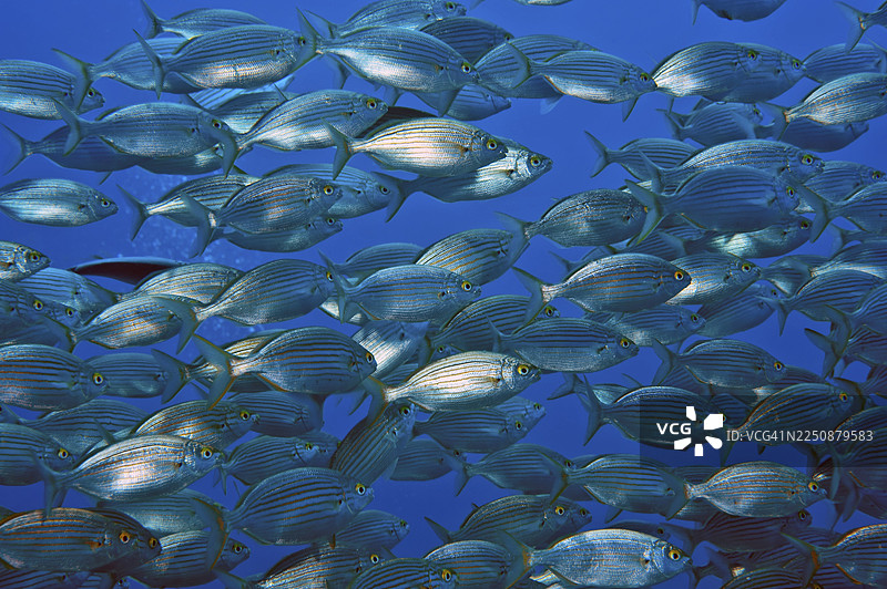 金鳞鱼（Sarpa salpa）鱼群，加那利群岛，东大西洋图片素材