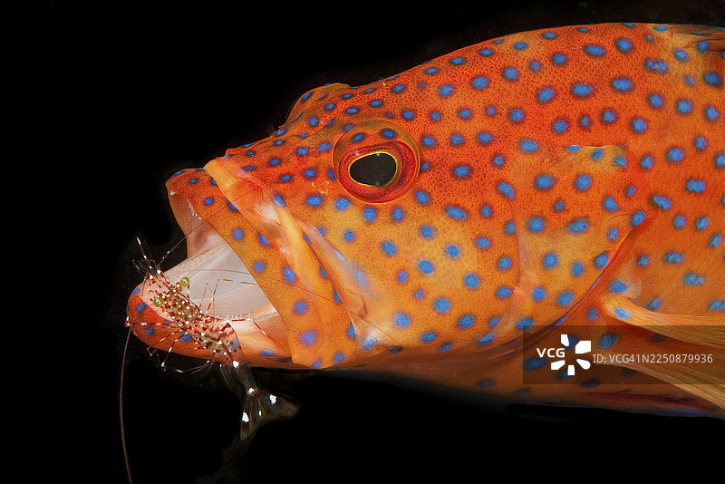 红海鲉（Cephalopholis miniata）与清洁虾（Urocaridella antonbruunii），太平洋、印度洋、红海图片素材