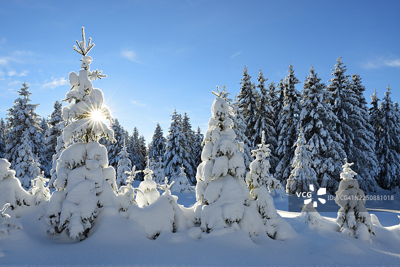 积雪深厚、未经踩踏的冬季景观，覆盖着积雪的云杉，灿烂的阳光，逆光，哈尔茨国家公园，德国（萨克森-安哈尔特）图片素材