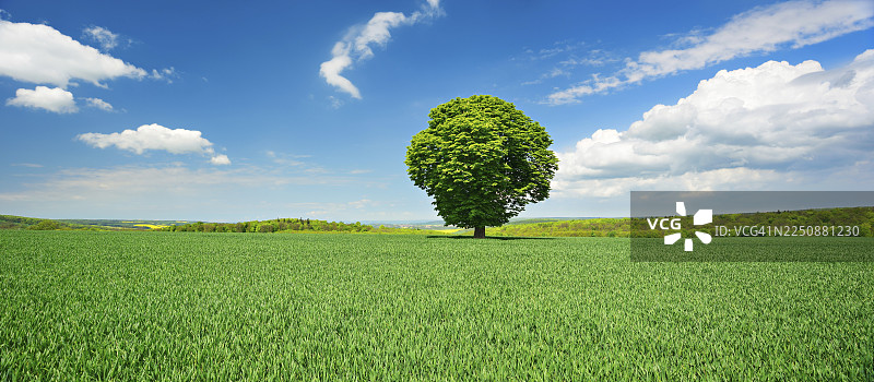 德国 Burgenlandkreis（萨克森-安哈尔特州）的绿色田野上，一匹孤单的大马栗树，蓝天白云。图片素材