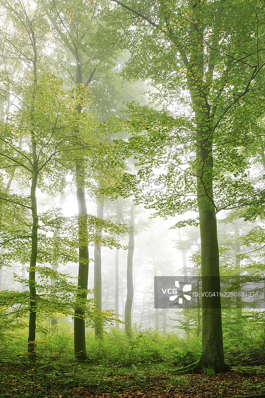 初秋的欧洲山毛榉森林，浓雾弥漫，位于德国哈尔茨山地东部前缘，靠近维普拉（萨克森-安哈尔特州）图片素材
