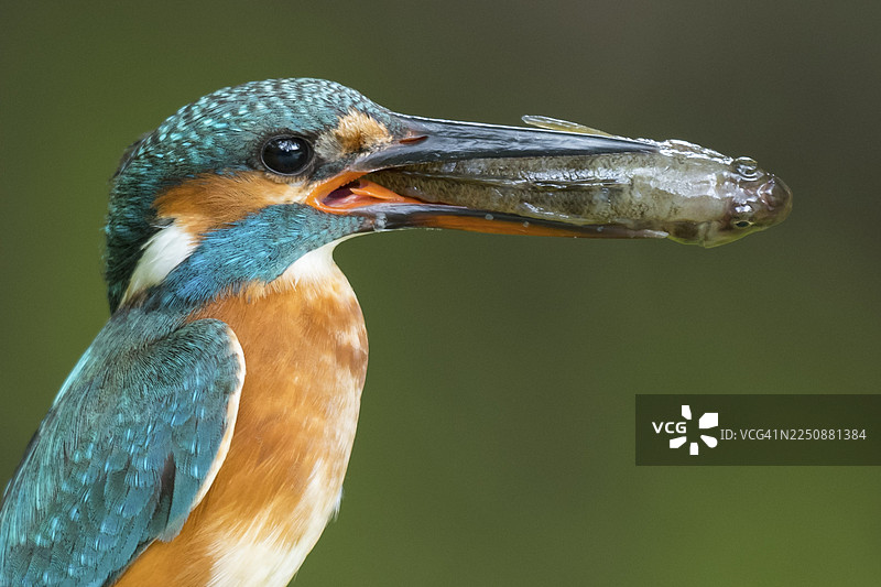 一只普通翠鸟（Alcedo atthis）的肖像，它叼着一条鱼，这是它的猎物，地点在荷兰的纳尔登。图片素材