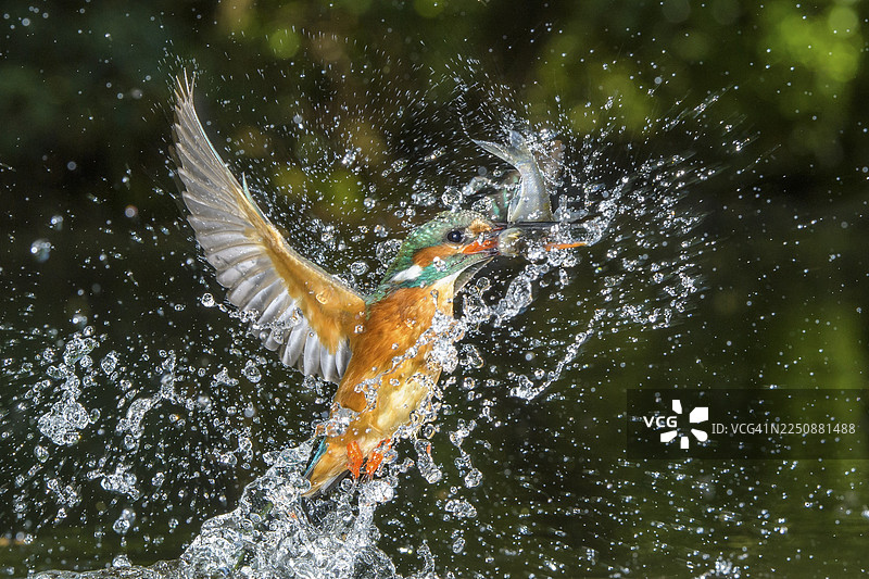 在荷兰，一只捕获到鱼的普通翠鸟（Alcedo atthis）正在捕猎图片素材