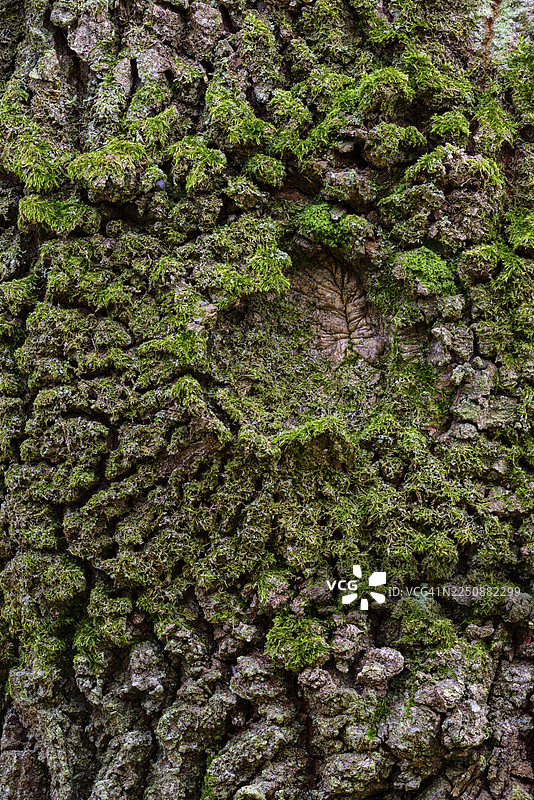 橡树（Quercus）树皮的结构，背景图，荷兰赞德福特图片素材