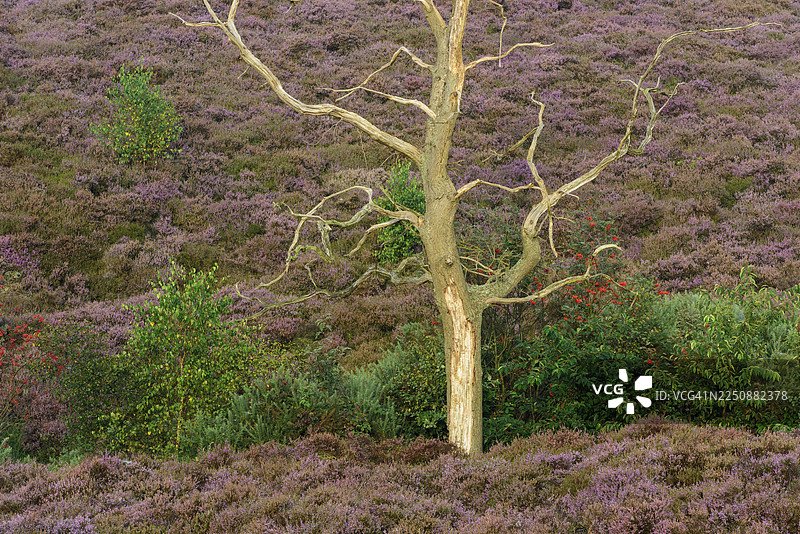 盛开的石楠林中的枯死橡树，树木，石楠林景观，维鲁维佐姆国家公园，阿纳姆，荷兰图片素材