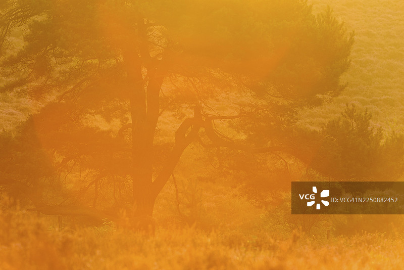 日出时逆光下的松树，在开花的石楠花丛中，位于荷兰阿纳姆的韦吕沃宗国家公园图片素材