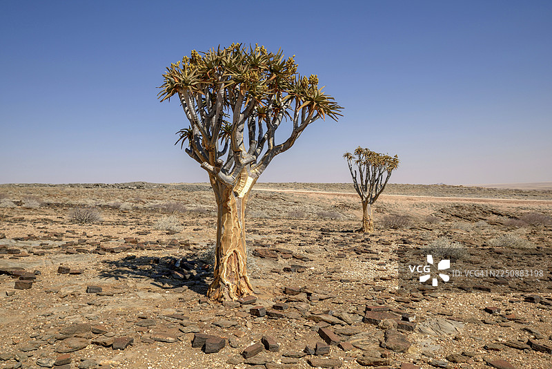 纳米比亚埃龙戈地区库塞布峡谷附近的沙漠景观中的箭袋树（Aloe dichotoma）图片素材