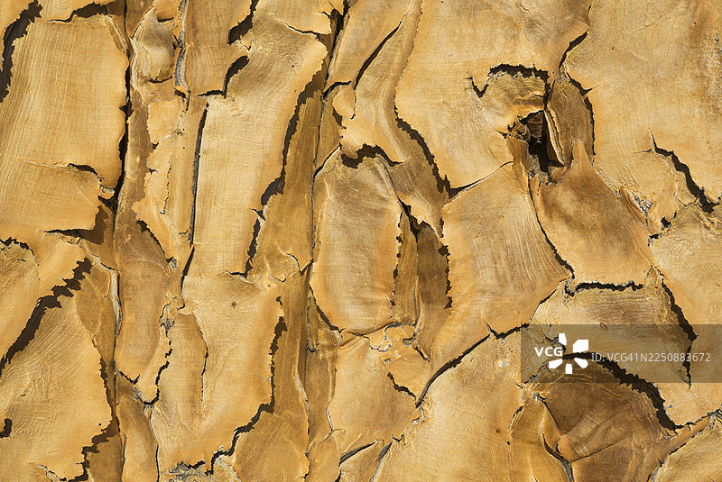 箭袋树（Aloe dichotoma）树皮细节，纳米比亚Keetmanshoop附近图片素材