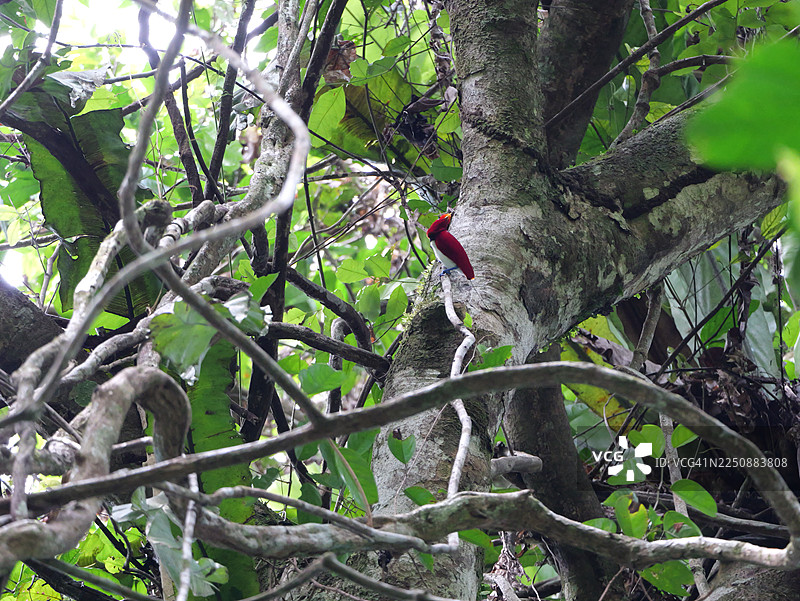 天堂鸟王（Cicinnurus regius），在印度尼西亚巴布亚。图片素材
