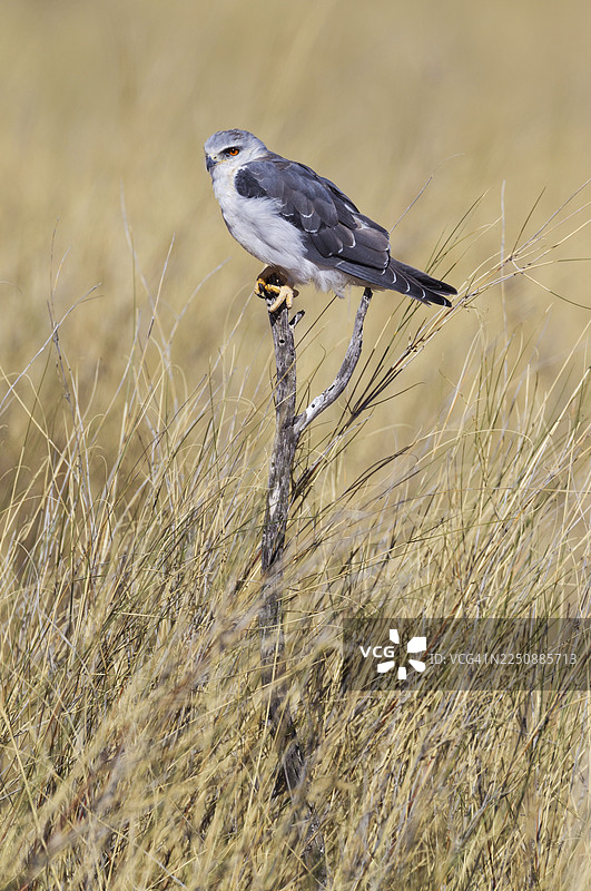 黑翅鸢（Elanus caeruleus），栖息在干枯的树枝上，卡拉哈里沙漠，喀拉哈里盖特兰边境公园，南非图片素材