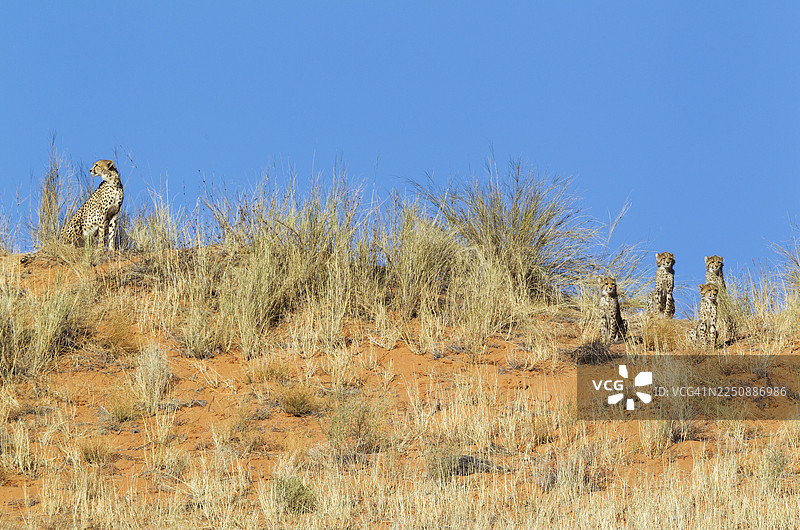 猎豹(Acinonyx jubatus),一只母猎豹带着四只幼崽,眺望南非卡拉哈里沙漠戈哈卡拉加迪跨国公园内一片长满草的沙丘。图片素材