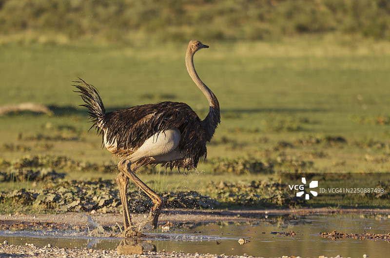 鸵鸟（Struthio camelus），雌性，在雨季的雨水池中洗澡后起身，周围绿意盎然，卡拉哈里沙漠，喀拉哈里跨界公园，南非图片素材
