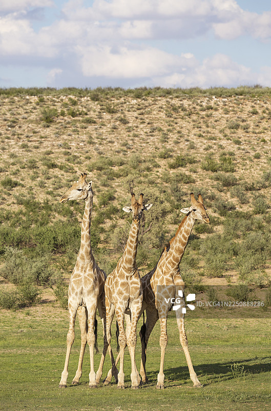 三只南方长颈鹿（Giraffa giraffa giraffa），三只雄性在雨季来临前，周围绿意盎然，位于南非喀拉哈里沙漠的喀拉哈里赤科国家公园。图片素材