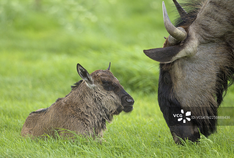 蓝角马(Connochaetes taurinus taurinus),雌性及新生幼崽,雨季,绿意盎然的周边环境,喀拉哈里沙漠,喀拉拉哈迪跨界公园,南非图片素材